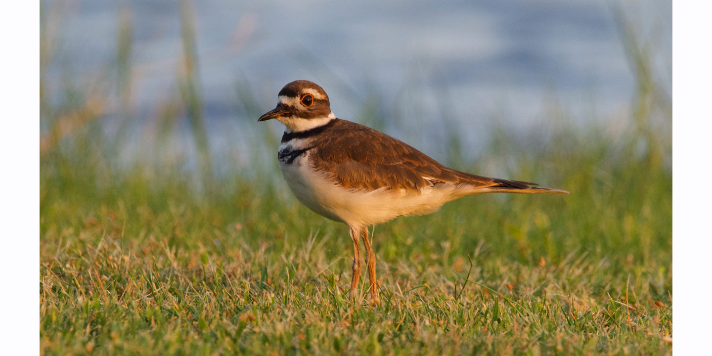 A photo of a brown bird with a black stripe around its neck standing in the grass overlooking the water in the background.